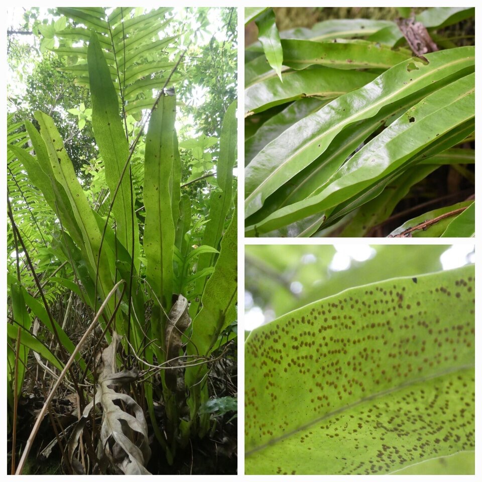 Microsorum_punctatum_Langue_de_vache_POLYPODIACEAE_Indigene_Reunion_20230117_213149.jpg