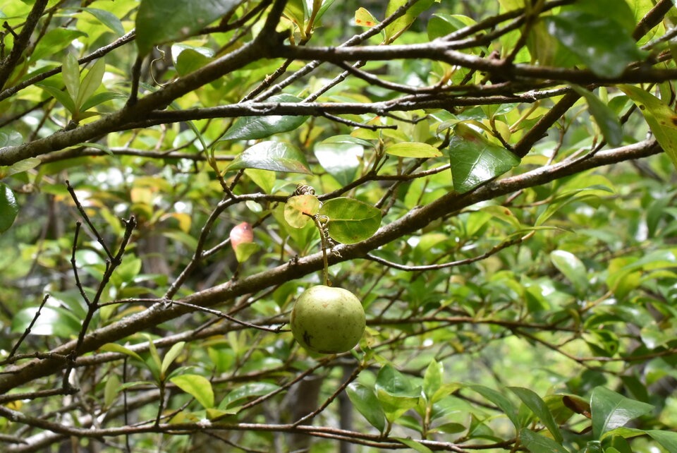 Myonima_obovata_Prune_rat_RUBIACEAE_Endemique_Reunion_Maurice__MB3_1069.jpg