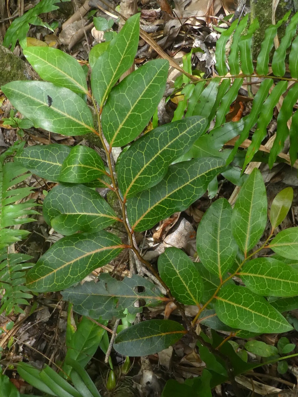 Olax_psittacorum_Bois_d_effort_OLACACEAE_Endemique_Reunion_Maurice_P1050806.jpg