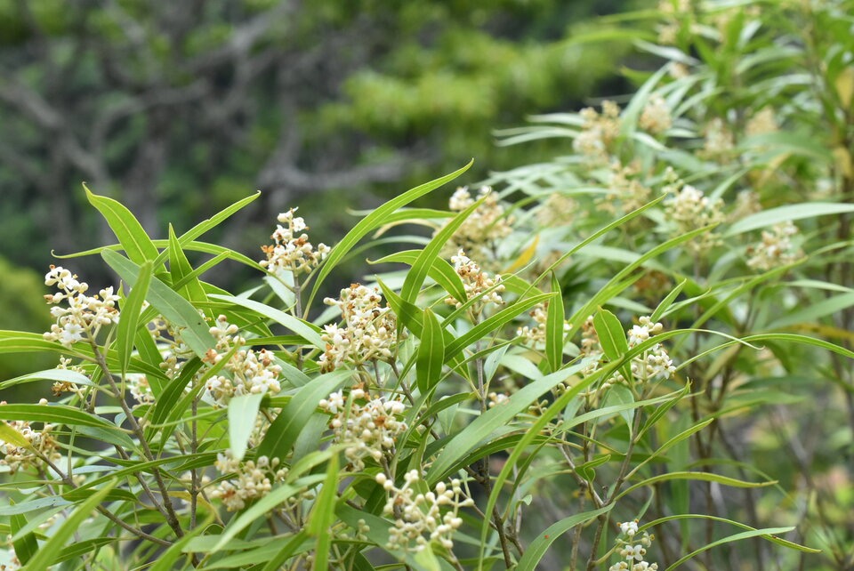 Olea_lancea_Bois_d_olive_blanc_OLEACEAE_Endemique_Reunion_Maurice_MB3_1039.jpg