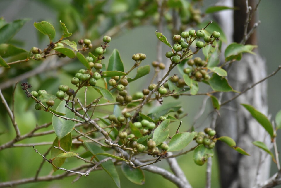 Securinega_durissima_Bois_dur_PHYLLANTHACEAE_Indigene_Reunion_MB3_1000.jpg