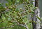 Securinega_durissima_Bois_dur_PHYLLANTHACEAE_Indigene_Reunion_MB3_1000.jpg