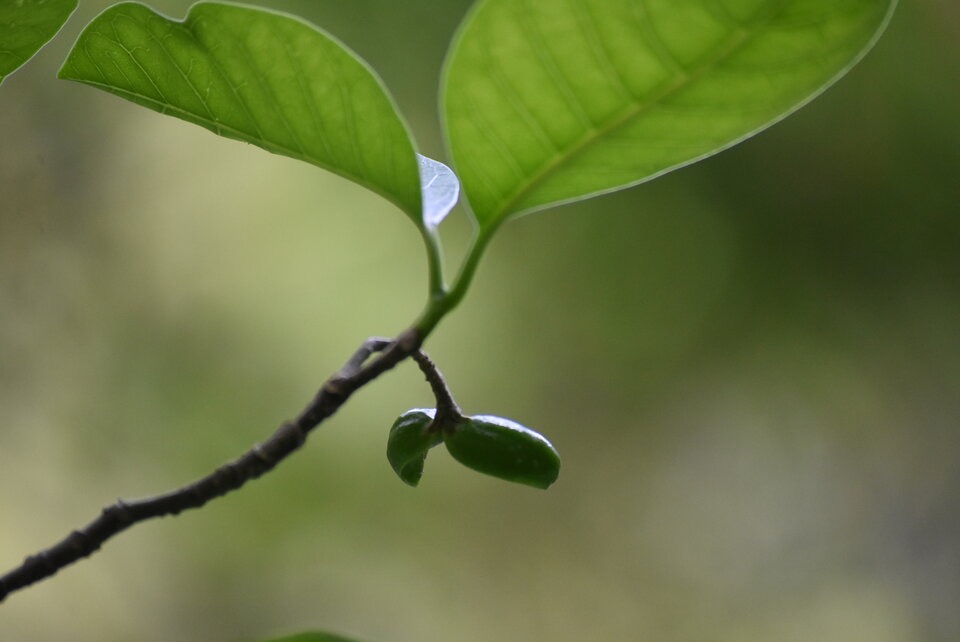 Tabernaemontana_mauritiana_Bois_de_lait_APOCYNACEAE_Endemique_Reunion_Maurice_MB3_1010.jpg