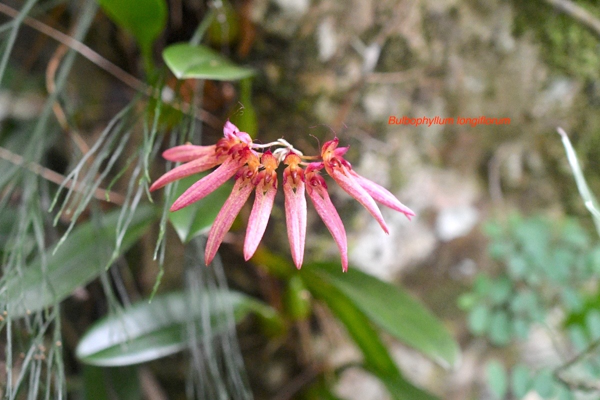 Bulbophyllum longiflorum Orchidac eae Indigène La Réunion 901.jpeg