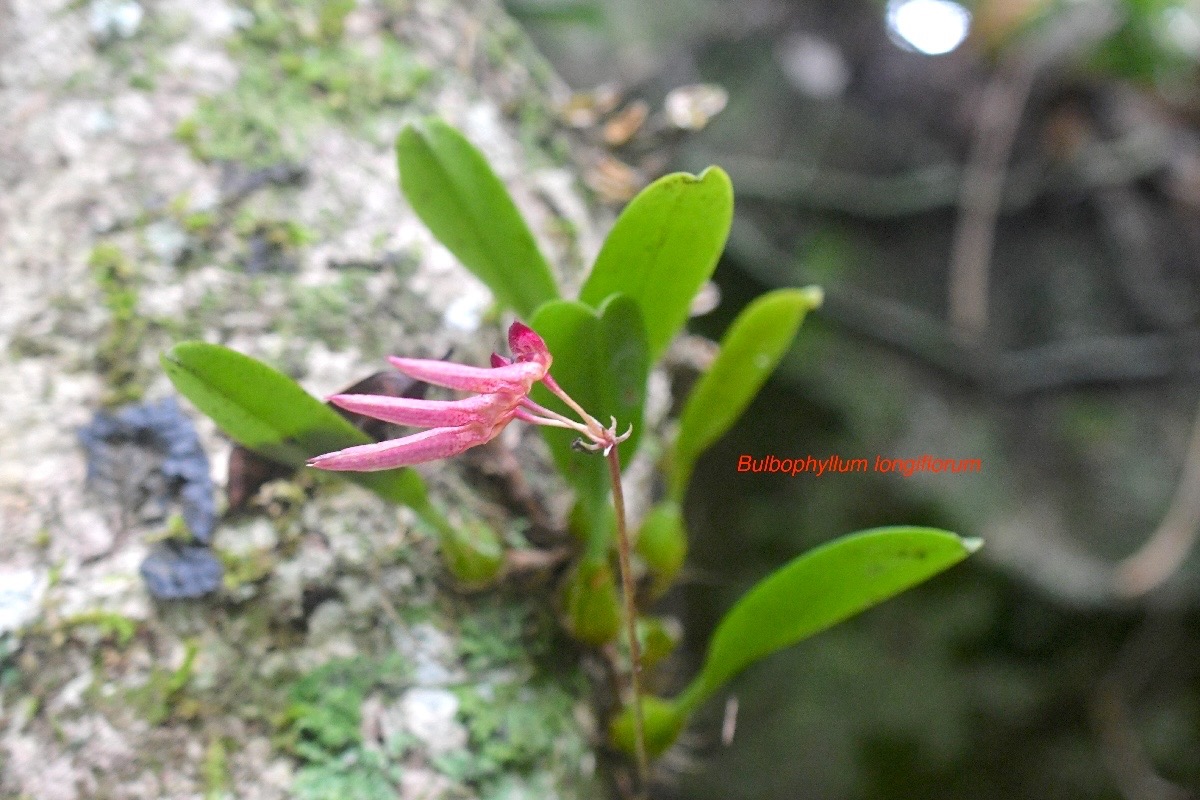 Bulbophyllum longiflorum Orchidac eae Indigène La Réunion 903.jpeg