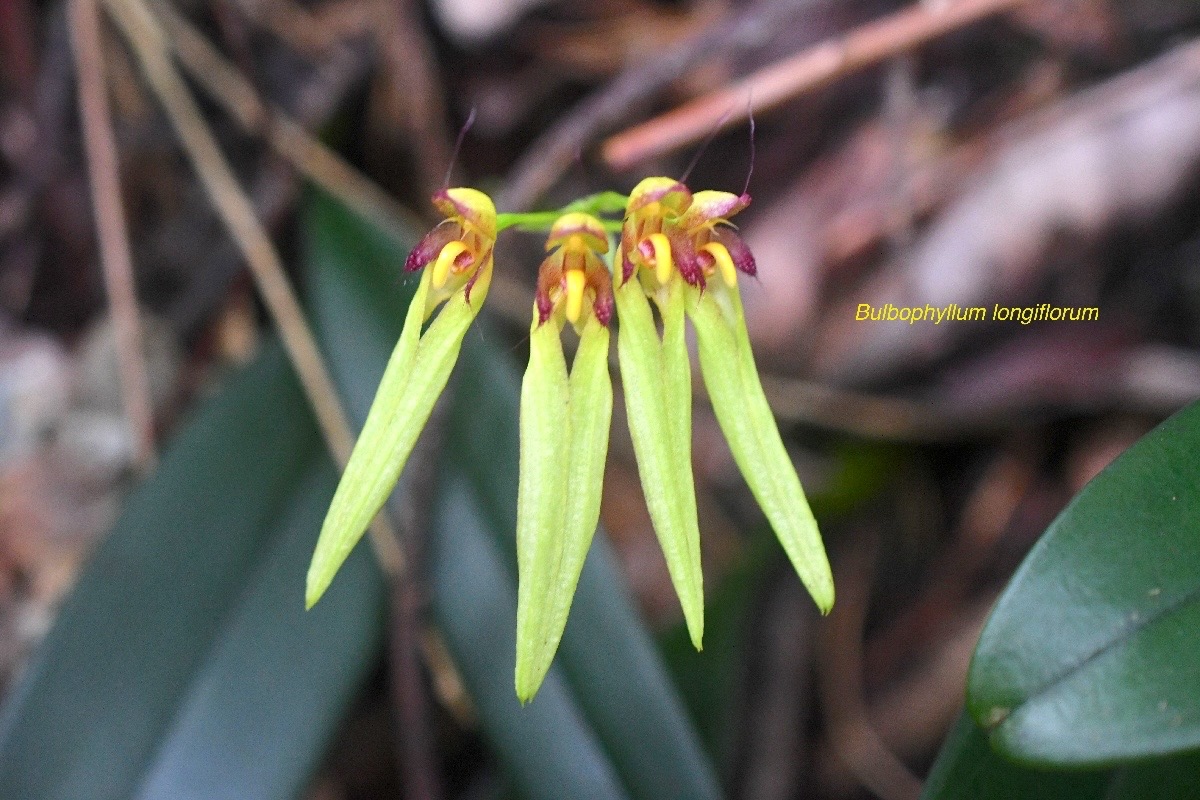 Bulbophyllum longiflorum Orchidac eae Indigène La Réunion 919.jpeg