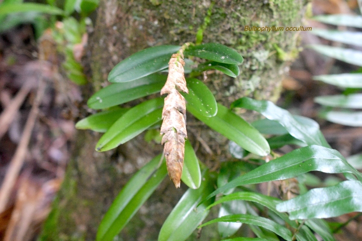 Bulbophyllum occultum Orchidacea e Indigène La Réunion 912.jpeg