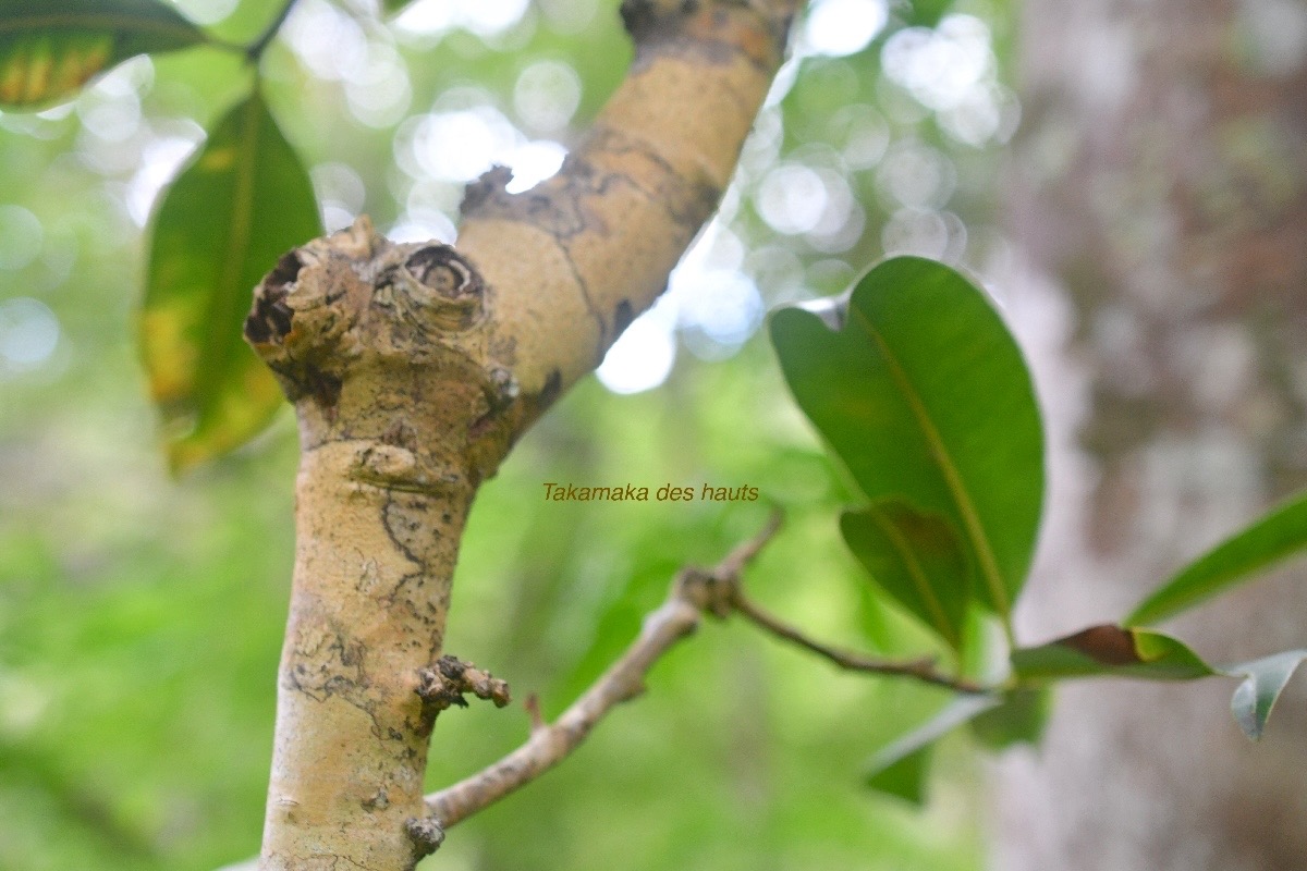 Calophyllum tacamahaca  Takamaka des hauts Clus iaceae Endémique La Réunion, Maurice 926.jpeg