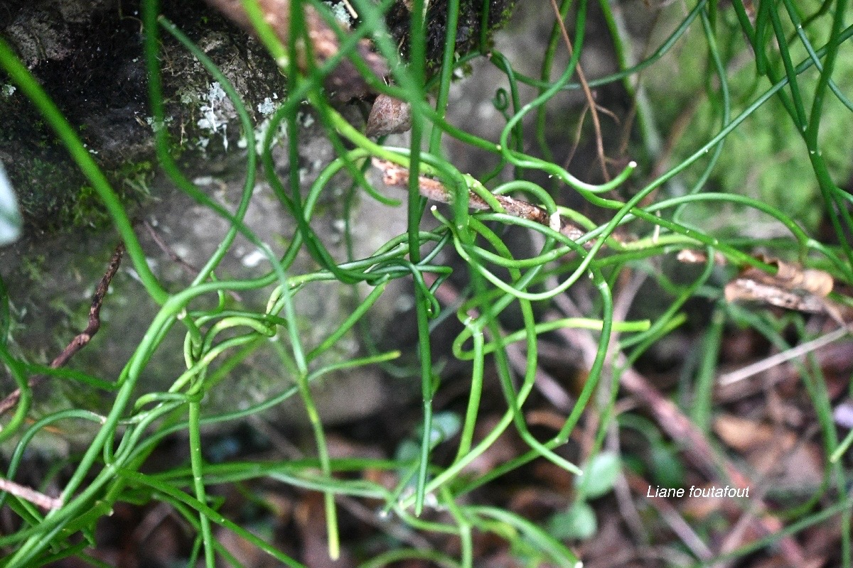 Cassytha filiformis Liane foutafout La uraceae Indigène La Réunion 927.jpeg