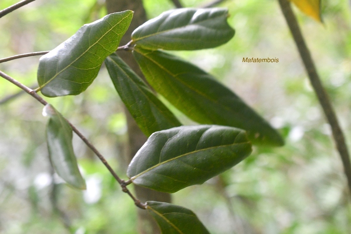 Cnestis glabra Mafatembois Connara ceae Indigène La Réunion 920.jpeg