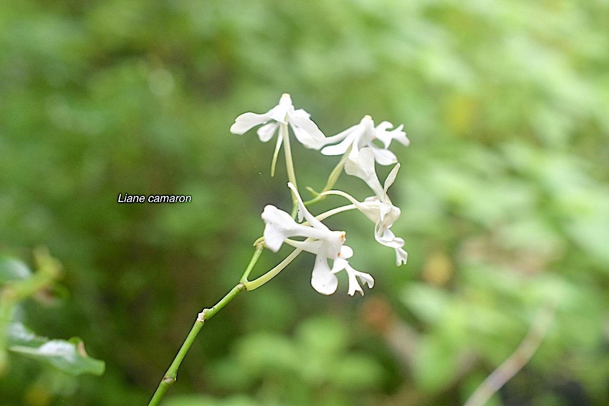 Cryptopus elatus liane camaron Orchi daceae Indigène La Réunion 818.jpeg