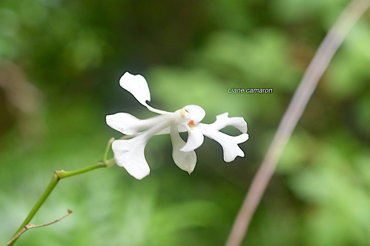 Cryptopus elatus Liane camaron Orchidaceae Indigène La Réunion 819.jpeg