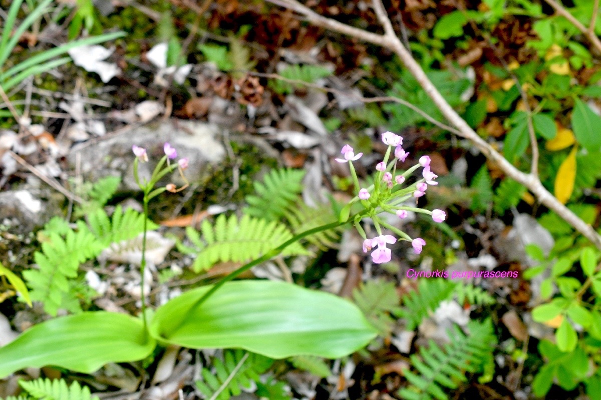 Cynorkis purpurascens Orchidaceae Indigène La Réunion 873.jpeg