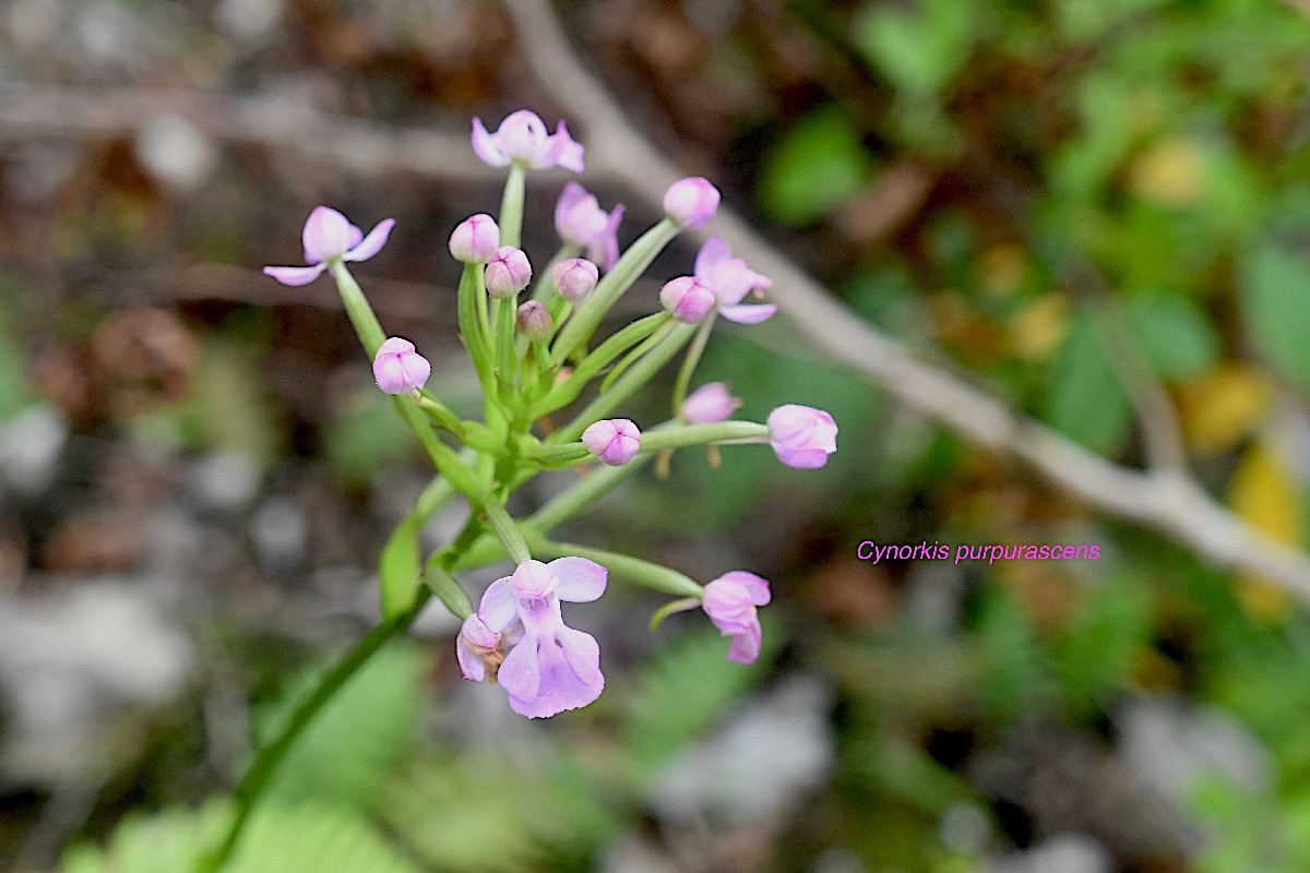 Cynorkis purpurascens Orchidaceae Indigène La Réunion 874.jpeg