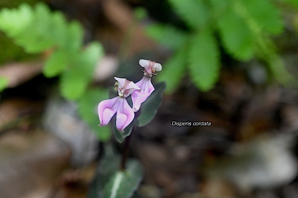 Diisperis cordata Orchidaceae Indigène La Réunion 890.jpeg