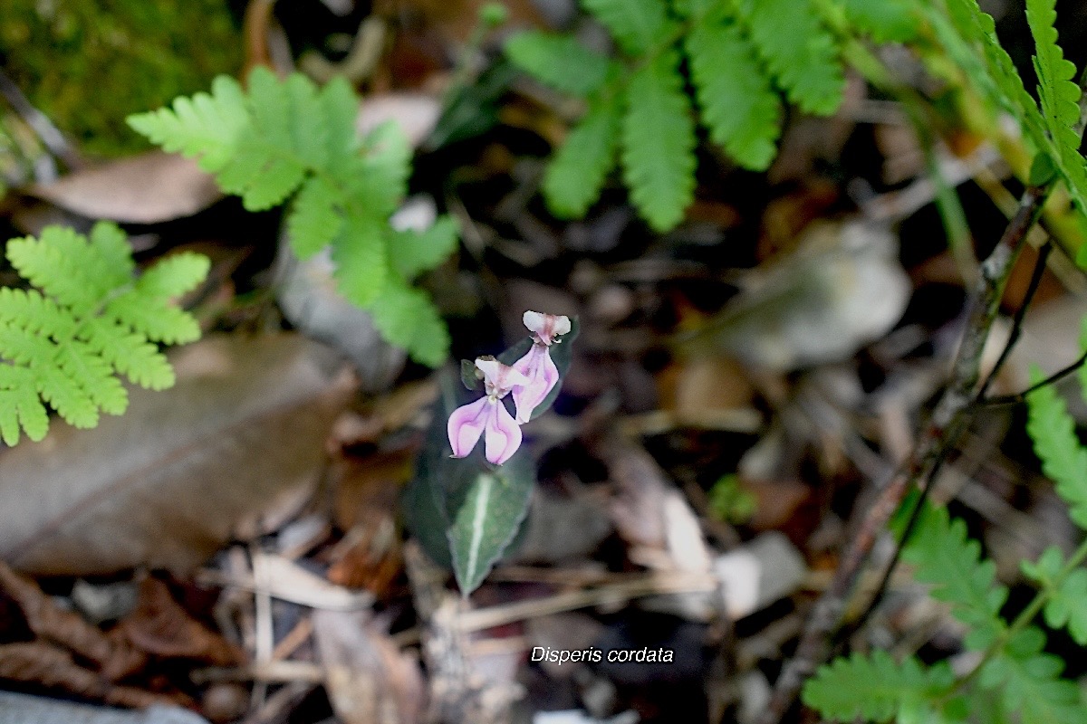 Disperis cordata  Orchidaceae Indigène La Réunion 886.jpeg