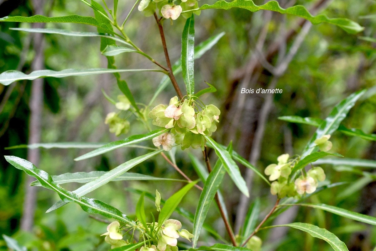 Dodonaea viscosa Bois d'arnette Sapindaceae Indigène La Réunion 880.jpeg