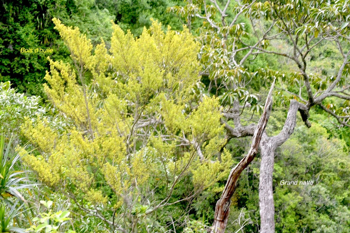 Erythroxylum Hypericifolium  Bois d'huile Erythroxylaceae Endémique La Réunion 876.jpeg