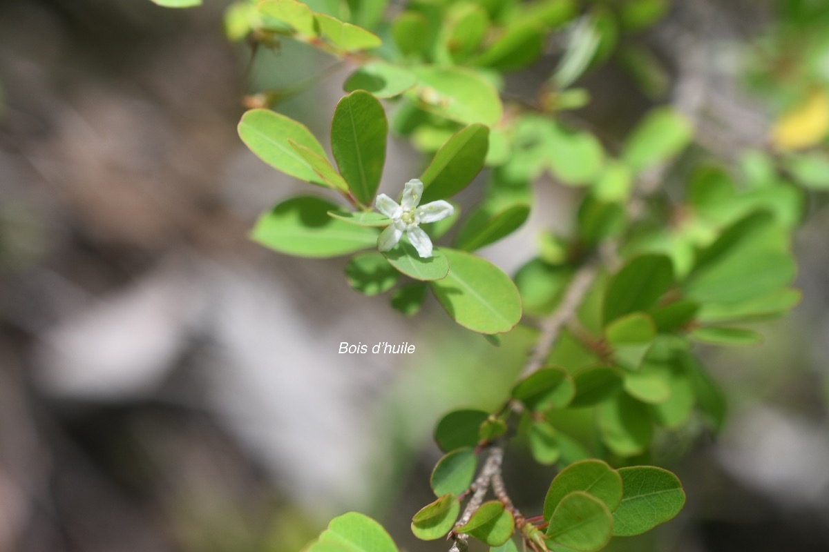 Erythroxylum hypericifolium Bois d'huile Erythroxylaceae Endémique La Réunion, Maurice 937.jpeg