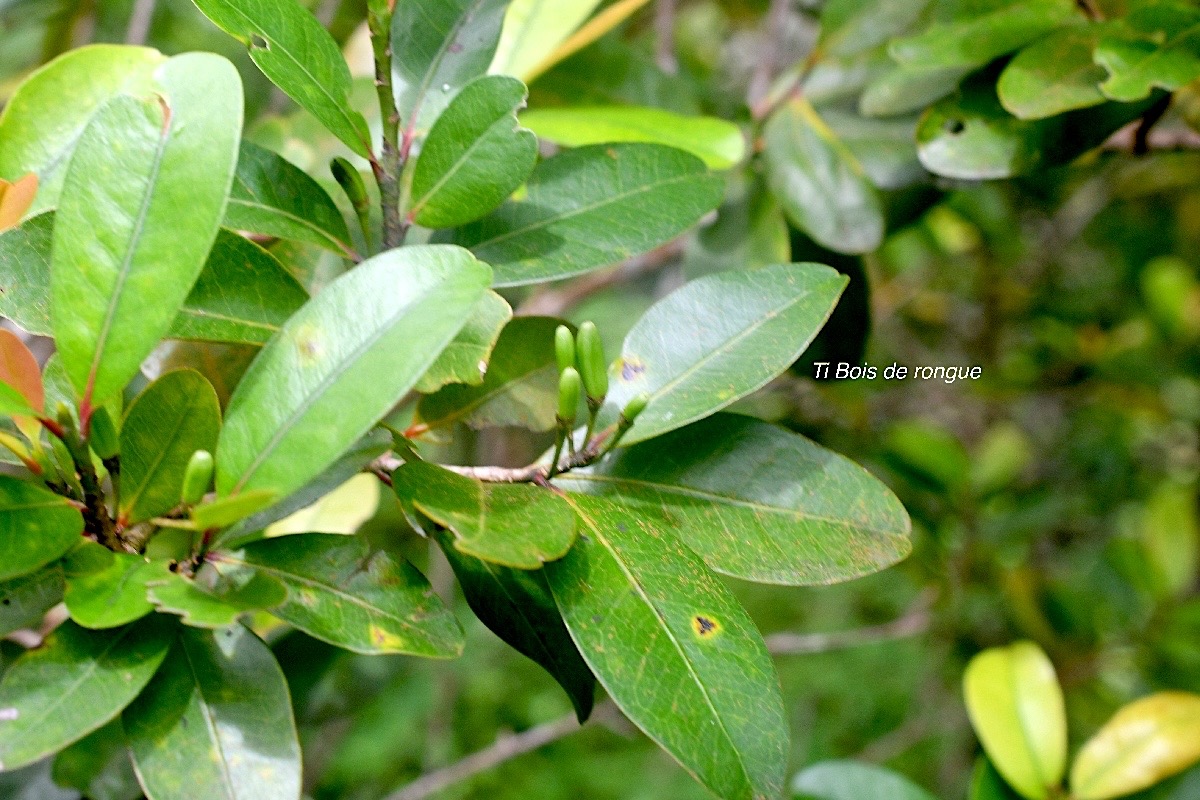 Erythroxylum sideroxyloides  Ti Bois de rongue Erythroxylaceae Endémique La Réunion , Maurice 885.jpeg