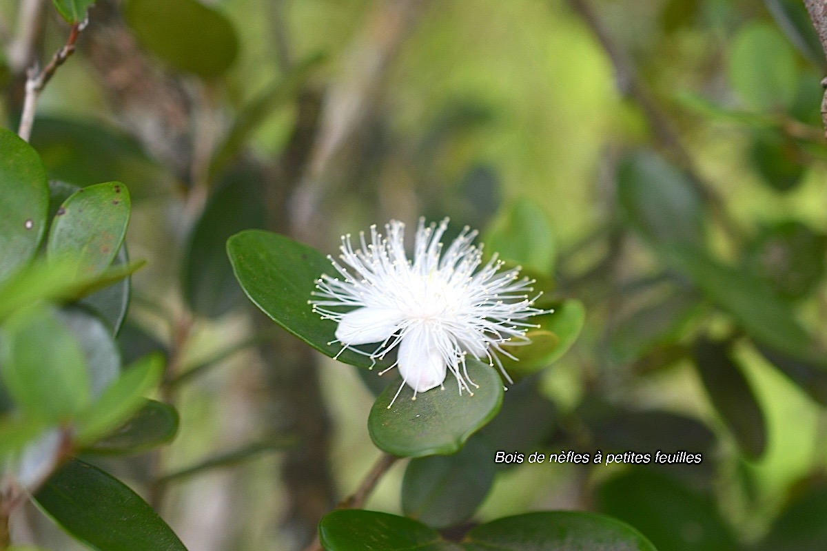 Eugenia buxifolia Bois de nèfles à petites feuilles Myrtaceae Endémique La Réunion 843.jpeg