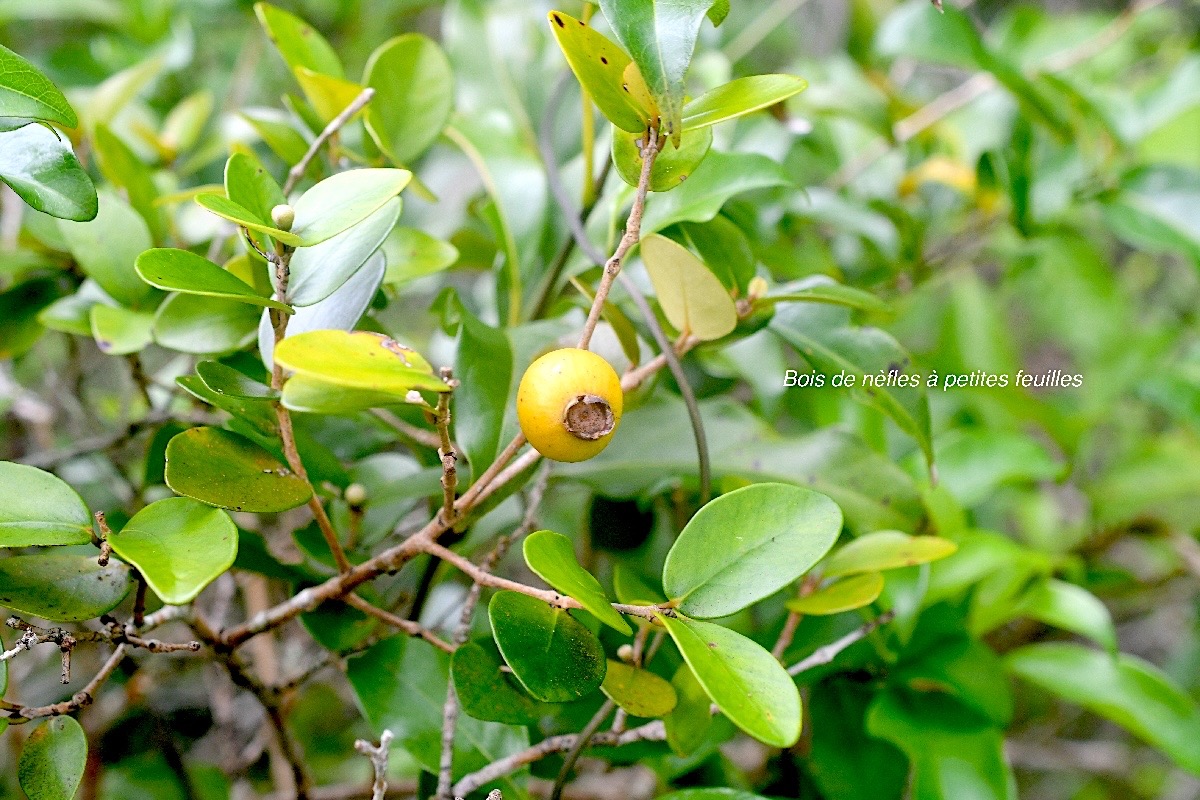 Eugenia buxifolia Bois de nèfles à petites feuilles Myrtaceae Endémique La Réunion 866.jpeg