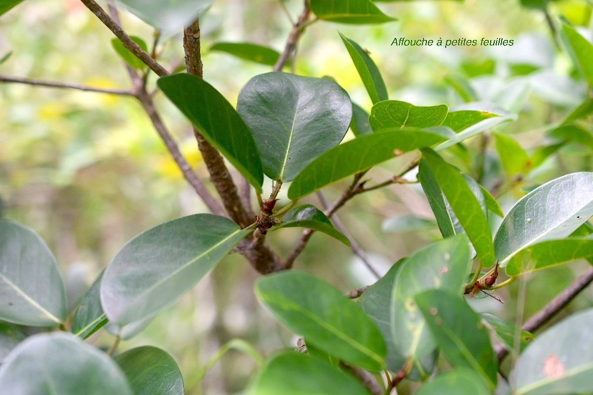 Ficus reflexa Affouche à petites feuilles Moraceae Indigène Mascareignes 837.jpeg