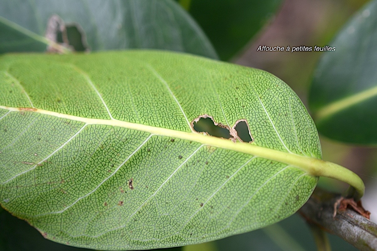 Ficus reflexa Affouche à petites feuilles Moraceae Indigène Mascareignes 940.jpeg