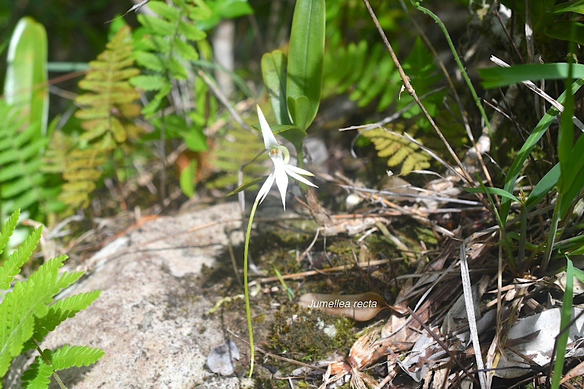 Jumellea recta Orchidaceae Indigène La Réunion 862.jpeg