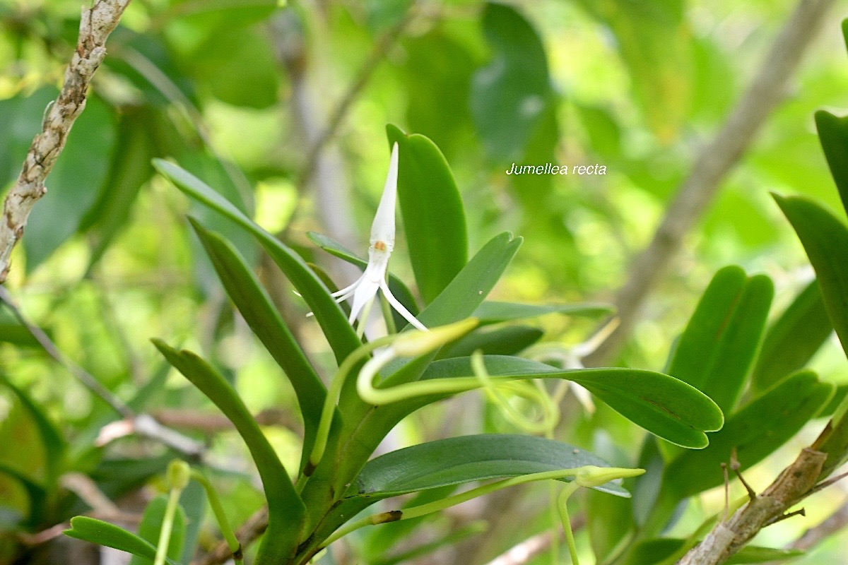 Jumellea recta Orchidaceae Indigène La Réunion 893.jpeg