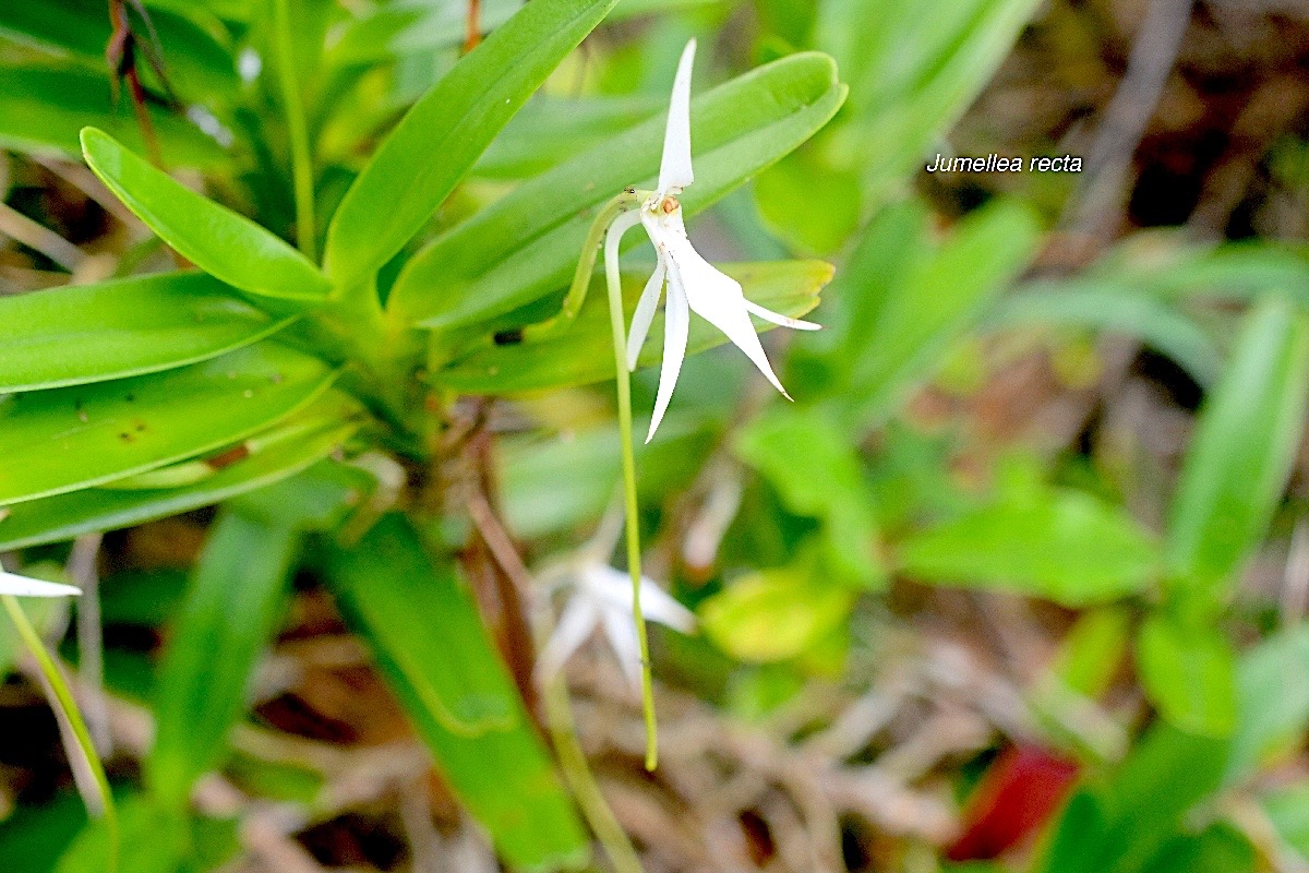 Jumellea recta Orchidaceae Indigène La Réunion 899.jpeg