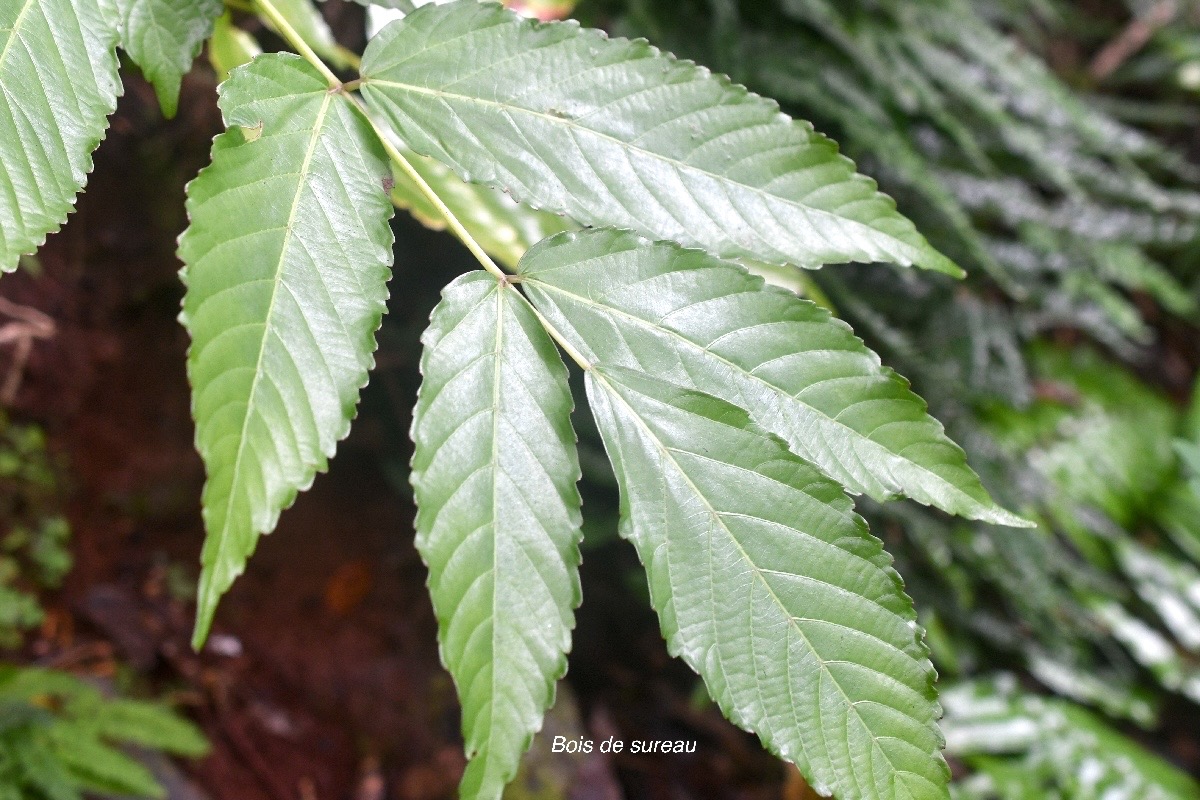 Leea guineensis Bois de sureau Vitaceae Indigène La Réunion 954.jpeg