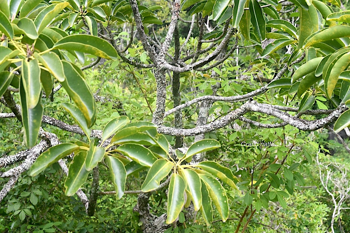 Mimusops balata Grand natte Sapotaceae Endémique La Réunion, Maurice 896.jpeg