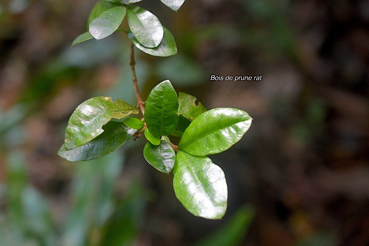 Myonima obovata Bois de prune rat Rubiaceae Endémique La Réunion , Maurice 805.jpeg