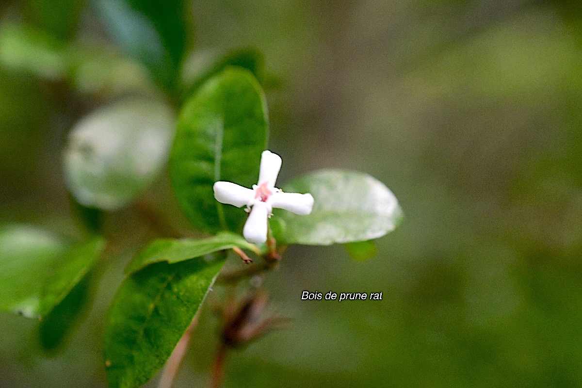 Myonima obovata Bois de prune rat Rubiaceae Endémique La Réunion, Maurice 810.jpeg