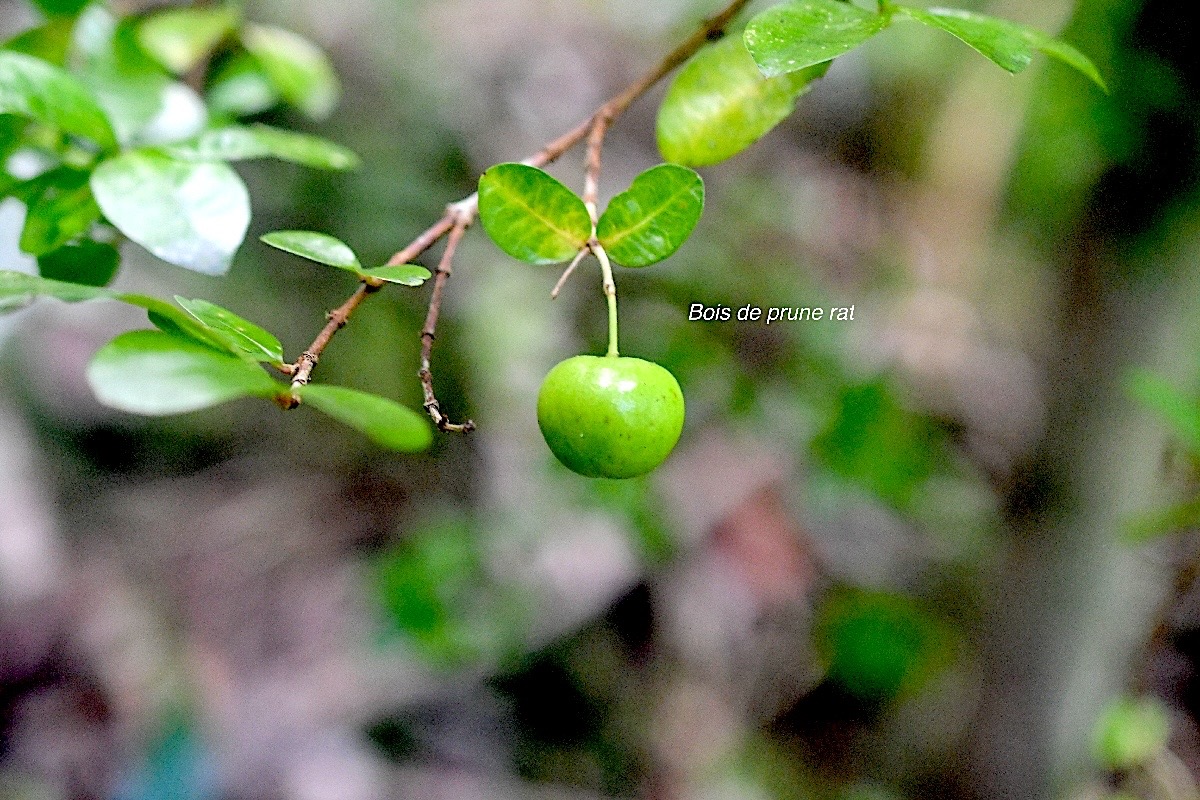 Myonima obovata Bois de prune rat Rubiaceae Endémique La Réunion, Maurice 812.jpeg