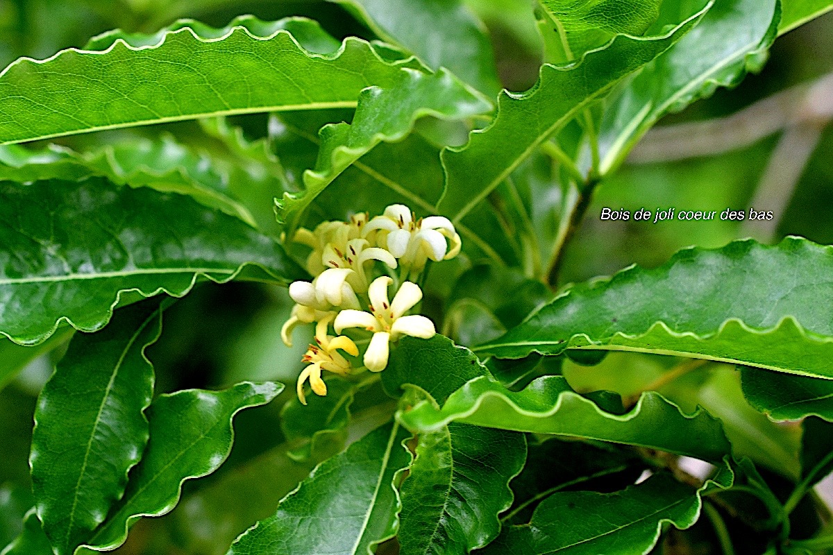 Pittosporum senacia Bois de joli coeur des bas Pittosporaceae Indigène La Réunion 879.jpeg