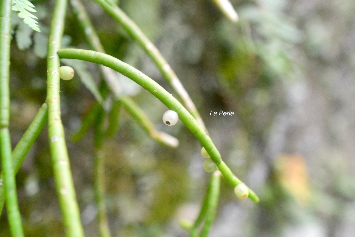 Rhipsalis baccifera La perle Cactaceae Indigène La Réunion 826.jpeg