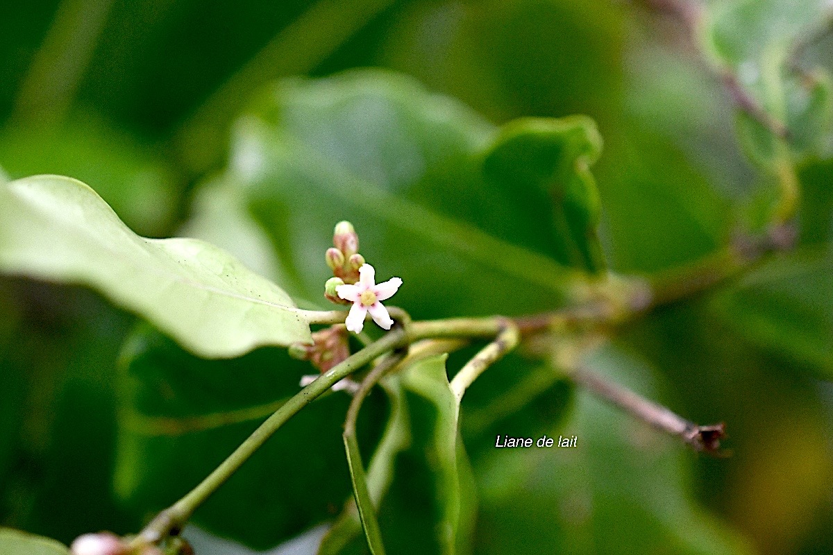 Secamone dilapidans Liane de lait Apocynace ae Endémique La Réunion, Maurice 930.jpeg