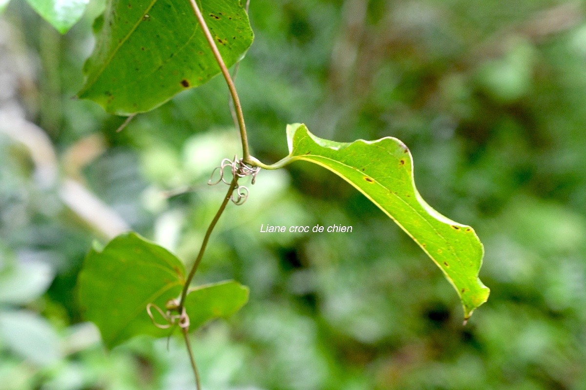 Smilax anceps Liane croc de chien Smil acaceae Indigène La Réunion 828.jpeg