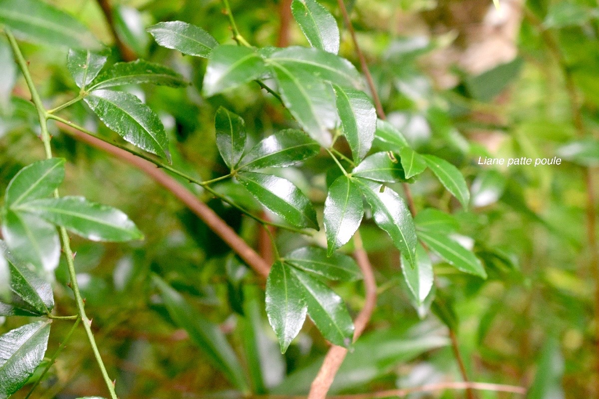 Toddalia asiatica Liane patte poule R utaceae Indigène La Réunion 830.jpeg