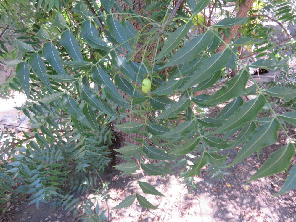 6. Melia azedarach - Lilas de Perse-Margosier - Meliaceae - Exo. Inde. Australie.jpeg