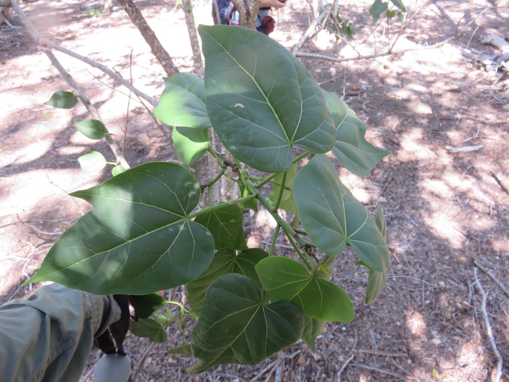 7. Hétérophyllie du Thespesia populneoides - Porché - Malvaceae - exotique.jpeg