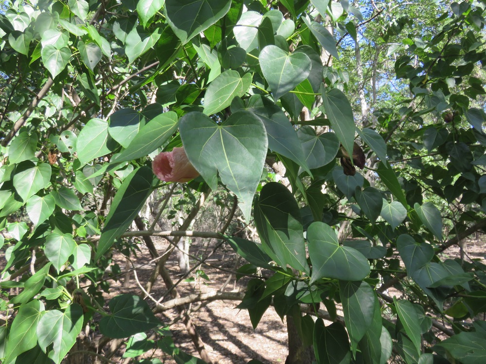 10. Fleur rougeâtre(fécondée) de Thespesia populneoides - Porché - Malvaceae - exotique IMG_4182.JPG.jpeg