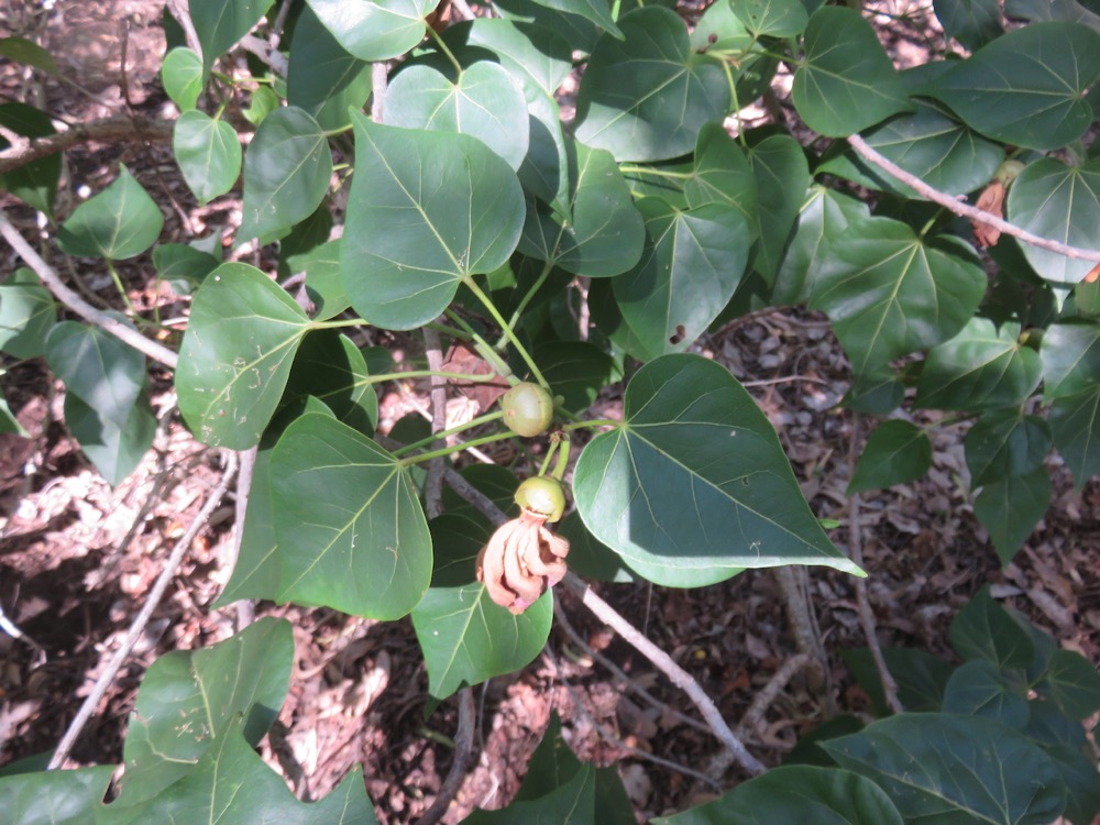 12. Début du fruit de Thespesia populneoides - Porché - Malvaceae - exotique IMG_4182.JPG.jpeg