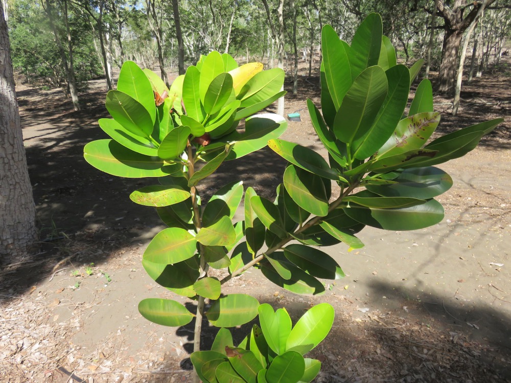 13. Calophyllum inophyllum L. - Takamaka des bas - Clusiaceae - Exo..jpeg