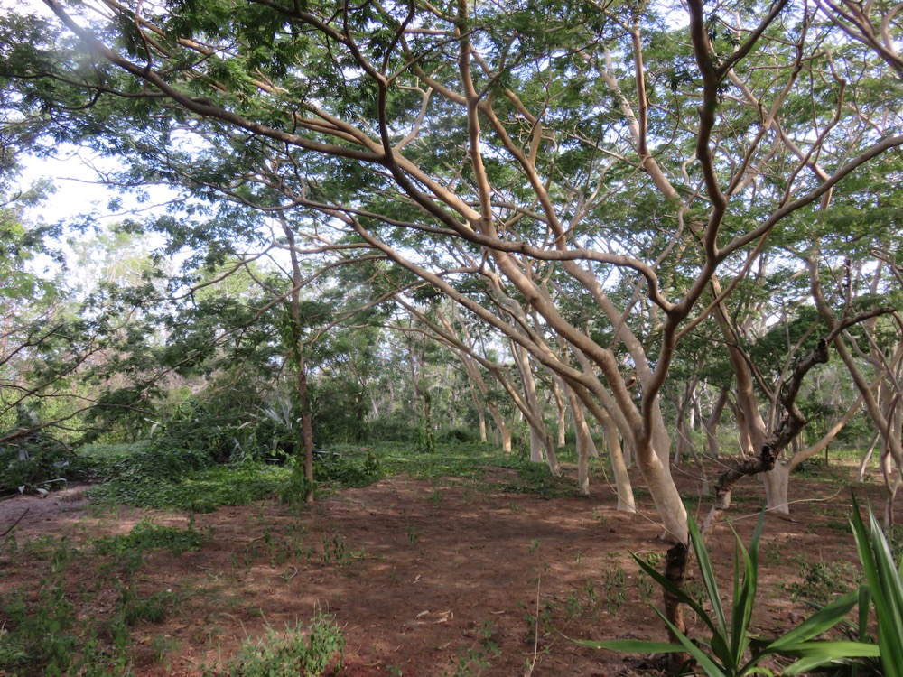 20. Albizia saman (ex. Samanea saman) - Arbre à pluie - Fabaceae - Amérique du Sud.jpeg