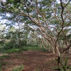 20. Albizia saman (ex. Samanea saman) - Arbre à pluie - Fabaceae - Amérique du Sud.jpeg