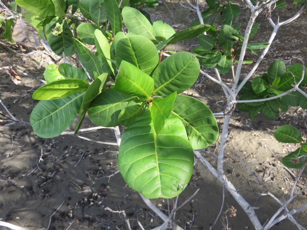 24. Anacardium occidentale - Ø - Anacardiaceae - Amérique du Sud.jpeg