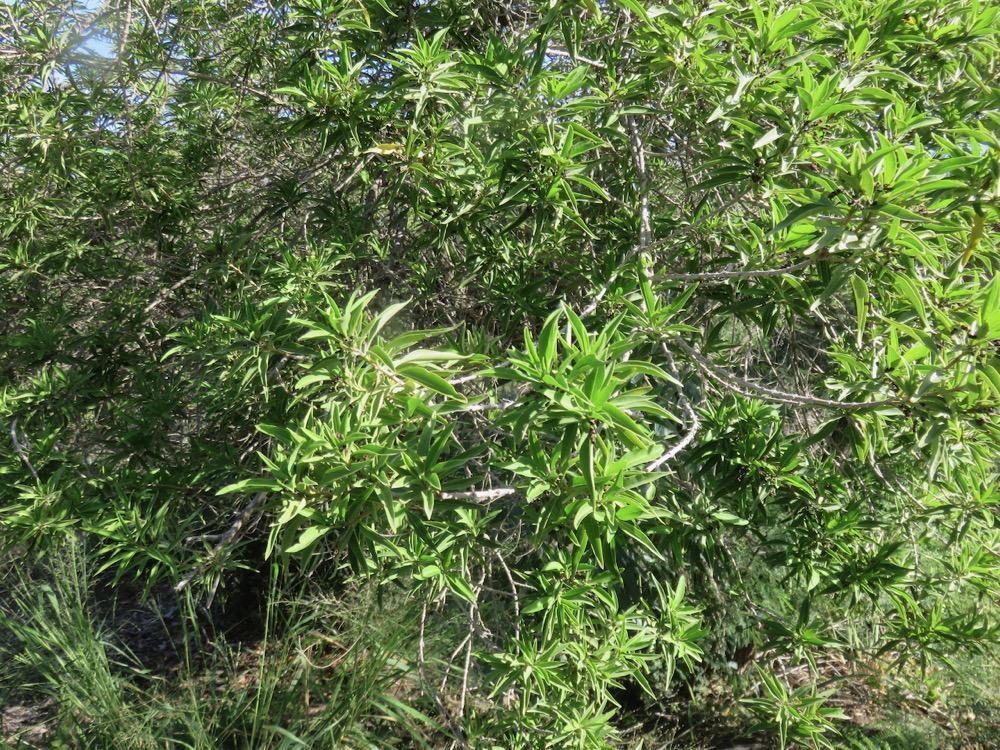 29. Volkameria heterophylla - Bois de chenilles - Lamiaceae - Endémique La Réunion et île Maurice.jpeg